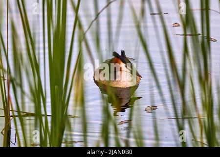 (Podiceps cristatus) il appartient à la famille des Podicipedidae. Elle habite les zones humides en Europe et en Asie, et se trouve souvent sur les lacs et les marais du I Banque D'Images