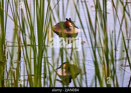 (Podiceps cristatus) il appartient à la famille des Podicipedidae. Elle habite les zones humides en Europe et en Asie, et se trouve souvent sur les lacs et les marais du I Banque D'Images