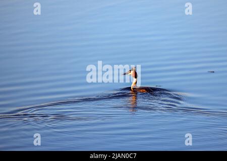 (Podiceps cristatus) il appartient à la famille des Podicipedidae. Elle habite les zones humides en Europe et en Asie, et se trouve souvent sur les lacs et les marais du I Banque D'Images