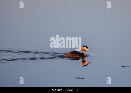 (Podiceps cristatus) il appartient à la famille des Podicipedidae. Elle habite les zones humides en Europe et en Asie, et se trouve souvent sur les lacs et les marais du I Banque D'Images