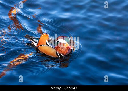 Le canard mandarin coloré (Aix galericulata) flotte sur l'eau dans un étang pendant l'automne Banque D'Images