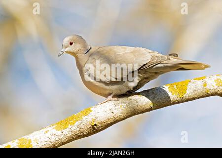 Une colombe eurasienne (Streptopelia decaocto) perchée sur une branche. Banque D'Images