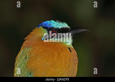 Motmot de la leçon (Momotus lessonii) gros plan de la tête adulte Monteverde, Costa Rica Mars Banque D'Images