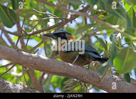 Motmot de leçon (Momotus lessonii) adulte perché sur la branche de San Jose, Costa Rica Mars Banque D'Images