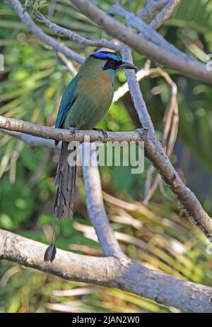 Motmot de leçon (Momotus lessonii) adulte perché sur la branche de San Jose, Costa Rica Mars Banque D'Images