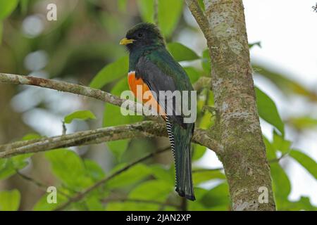 Trogon à ventre orange (Trogon collaris puella) adulte mâle perché sur la branche. Forme aurantiiventris Costa Rica Mars Banque D'Images