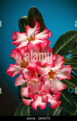 Adenium obesum (Desert Rose; Impala Lily; Mock Azalea) fond bleu turquoise. Il y a de l'espace libre pour le texte, il peut être utilisé comme carte de vœux Banque D'Images