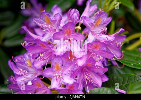 Azalea japonica en fleur dans un jardin. Fleurs azalées roses Cerise Banque D'Images