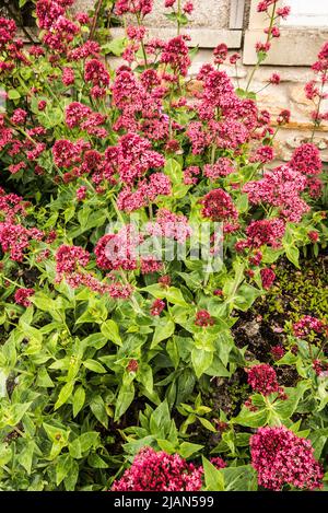 Centranthus Ruber - abeille attrayante sécheresse tolérante ROUGE VALÉRIANE Banque D'Images
