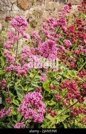 Centranthus Ruber - abeille attrayante sécheresse tolérante ROUGE VALÉRIANE Banque D'Images