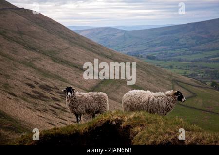 Deux moutons avant le lever du soleil sur Kinder Scout, surplombant MAM Tor et Edale à Derbyshire, Royaume-Uni Banque D'Images