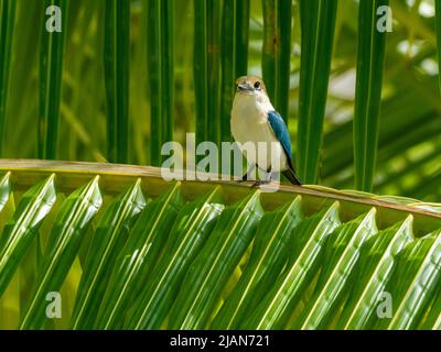 Niau Kingfisher, Tobraphus gertrudae, un seul oiseau endémique de l'île que l'on trouve seulement sur l'île de Niau, dans les Tuamotus de Polynésie française Banque D'Images