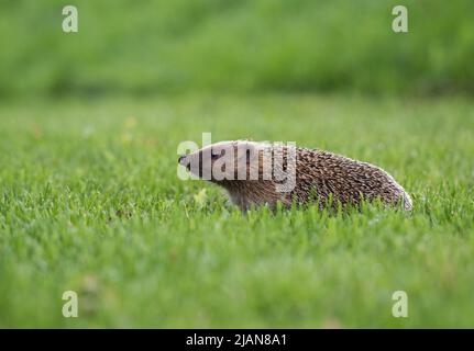 Un hérisson européen (erinaceus europaeus) renifler l'air sur une pelouse de jardin Banque D'Images