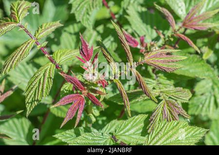 Jeunes feuilles de Meadowsweet / Filipendula ulmaria, ailées de pourpre rouge, dans un fossé en bord de route. Une fois utilisé comme plante médicinale pour le contenu semblable à l'aspirine. Banque D'Images