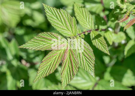 Jeunes feuilles de Meadowsweet / Filipendula ulmaria, ailées de pourpre rouge, dans un fossé en bord de route. Une fois utilisé comme plante médicinale pour le contenu semblable à l'aspirine. Banque D'Images