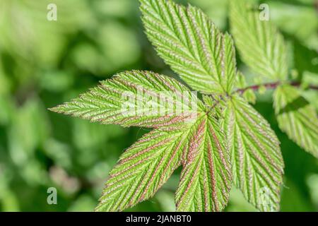 Jeunes feuilles de Meadowsweet / Filipendula ulmaria, ailées de pourpre rouge, dans un fossé en bord de route. Une fois utilisé comme plante médicinale pour le contenu semblable à l'aspirine. Banque D'Images