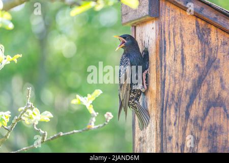 oiseau de starling dans le trou d'entrée d'une maison d'oiseaux en bois Banque D'Images