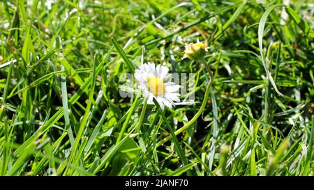 Gänseblümchen (Bellis perennis) auf grüner Wiese im Garten, Hessen, Deutschland. Banque D'Images