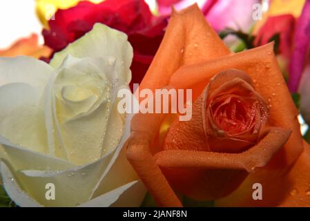 Roses colorées fraîches pour les cadeaux Banque D'Images