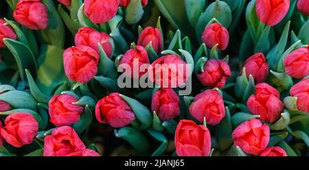 bouquet de tulipes multicolores. fleurs de printemps fraîches Banque D'Images