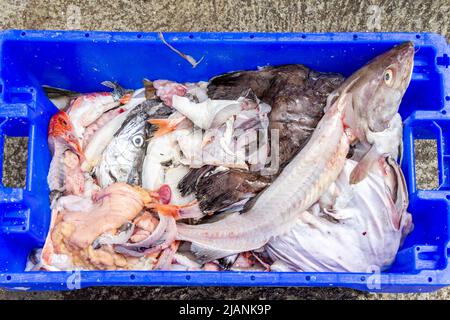 Têtes de poisson Guts de poisson et craps de poisson utilisés pour l'appât de la marmite de crabe de homard. Banque D'Images