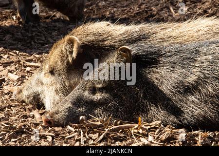 Peccary à collier (Pecari tajacu) deux peccaraires à collier dorment sur un plancher de copeaux de bois naturel Banque D'Images