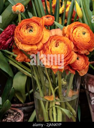 Belle pivoine herbacée orange. Vue rapprochée de Ranunculus aka fleur de coupe de beurre, exquise, avec une rose-comme des fleurs. Coupe de beurre perse Banque D'Images