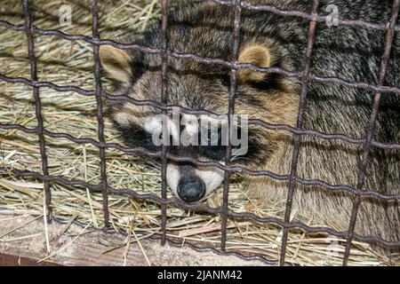 Un raton laveur doux qui pleure dans une cage. Il est interdit de garder des animaux sauvages en captivité. Protection de la faune. Banque D'Images