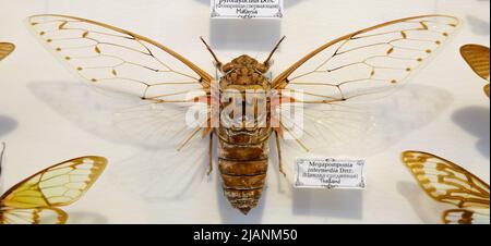 Cigale insecte isolé sur fond blanc Banque D'Images