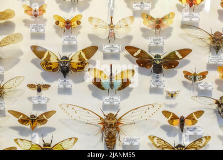 Moscou, Russie - 12 mars 2019 : Collection d'insectes naturel séché dans le jardin d'apothicaire. Ensemble de broches en biologie des insectes du musée. Zoologie background Banque D'Images