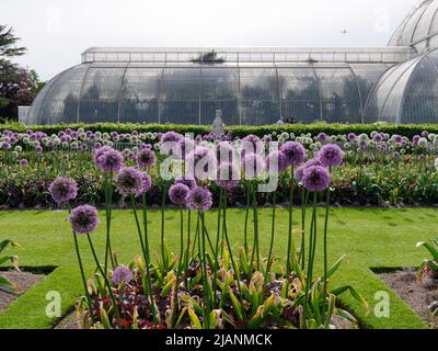 Richmond, Grand Londres, Angleterre, 18 mai 2022: Jardins botaniques royaux Kew. Les fleurs fleurissent au printemps devant le Palm House. Banque D'Images