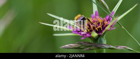 Abeille couverte de pollen sur une fleur de chèvre pourpre , Tragopogon porrifolius Banque D'Images