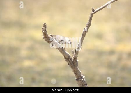 L'amidons à cheval (Creatophora cinerea) est un oiseau résident nomade en Afrique orientale et australe. Banque D'Images