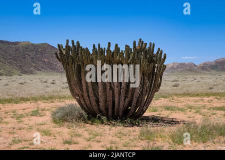 Namibie, euphorbia virosa, grand cactus dans le désert Banque D'Images
