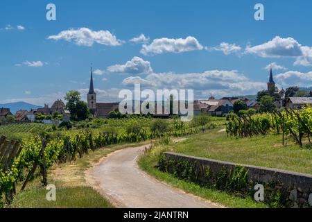 Mittelbergheim, France - 30 mai 2022 : la route de campagne traverse les vignobles de Riesling jusqu'au village historique de Mittelbergheim, en Alsace Banque D'Images