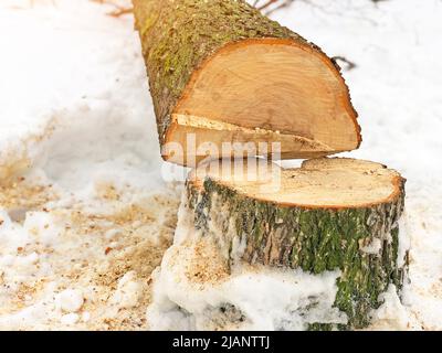 Souche d'arbre sciée. Troncs d'arbre tombés par mauvais temps et vent fort Banque D'Images