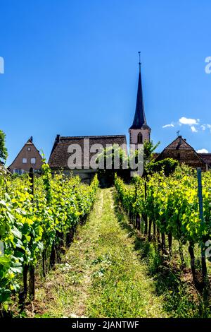 Mittelbergheim, France - 30 mai 2022 : vue sur les vignes et les vignobles de Riesling avec l'église protestante de Mittelbergheim en arrière-plan Banque D'Images