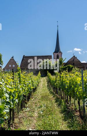 Mittelbergheim, France - 30 mai 2022 : vue sur les vignes et les vignobles de Riesling avec l'église protestante de Mittelbergheim en arrière-plan Banque D'Images