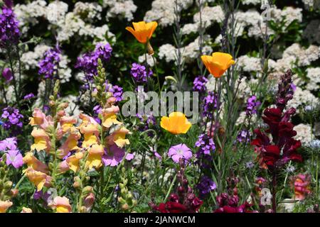 Une bordure de fleur colorée et vive avec un mélange d'antirrhinums dorés et rouges profonds, coquelicots californiens dorés, amour-dans-un-brouillard bleu, nigella, erysimum, Banque D'Images