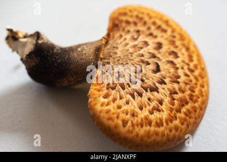 Un jeune champignon dos faisan a été choisi. Assis sur une table blanche. Vue rapprochée. Banque D'Images