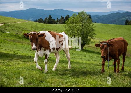 Vaches heureuses dans les prairies de Pieniny Mountains, Pologne. Banque D'Images