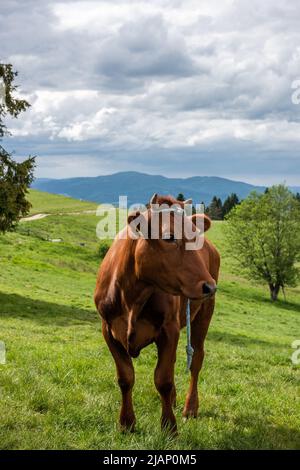 Vaches heureuses dans les prairies de Pieniny Mountains, Pologne. Banque D'Images