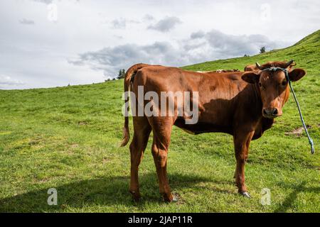 Vaches heureuses dans les prairies de Pieniny Mountains, Pologne. Banque D'Images