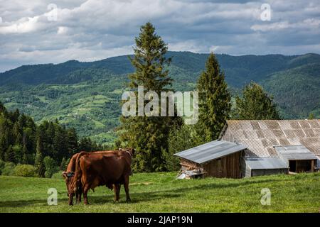 Vaches heureuses dans les prairies de Pieniny Mountains, Pologne. Banque D'Images