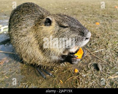 Gros plan d'un nutria poilu qui mange de la nourriture et repose sur l'herbe. Banque D'Images