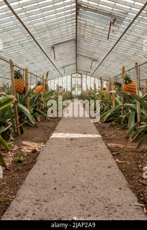 Plantation traditionnelle d'ananas en serre d'azorée. Île de São Miguel dans l'archipel des Açores. Banque D'Images