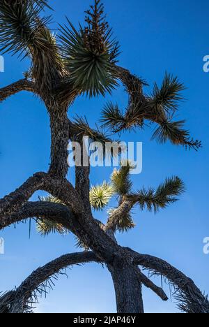 Un arbre de Joshua dans le parc national de Joshua Tree contre un ciel bleu profond. Banque D'Images