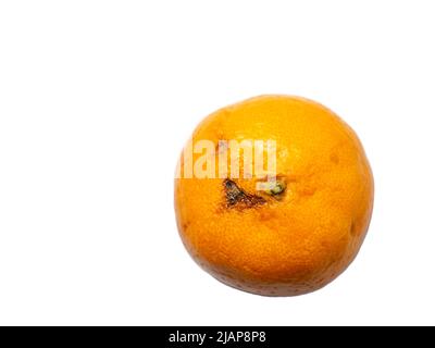 Faire pourrir la mandarine sur un fond blanc. Fruits juteux entiers Banque D'Images