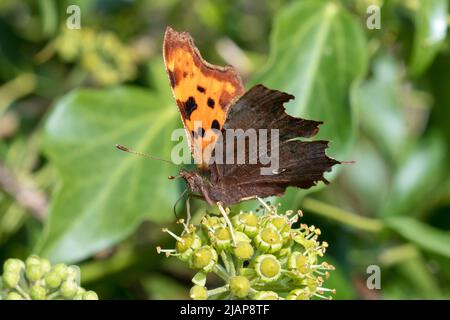 Un papillon virgule (Polygonia c-album) se nourrissant de fleurs de lierre. Prise à Hawthorn Hive, comté de Durham, Royaume-Uni Banque D'Images