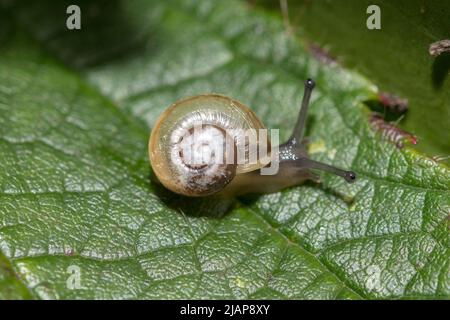 Un petit escargot rampant sur une feuille. Prise près de Hawthorn Hive, comté de Durham, Royaume-Uni. Banque D'Images